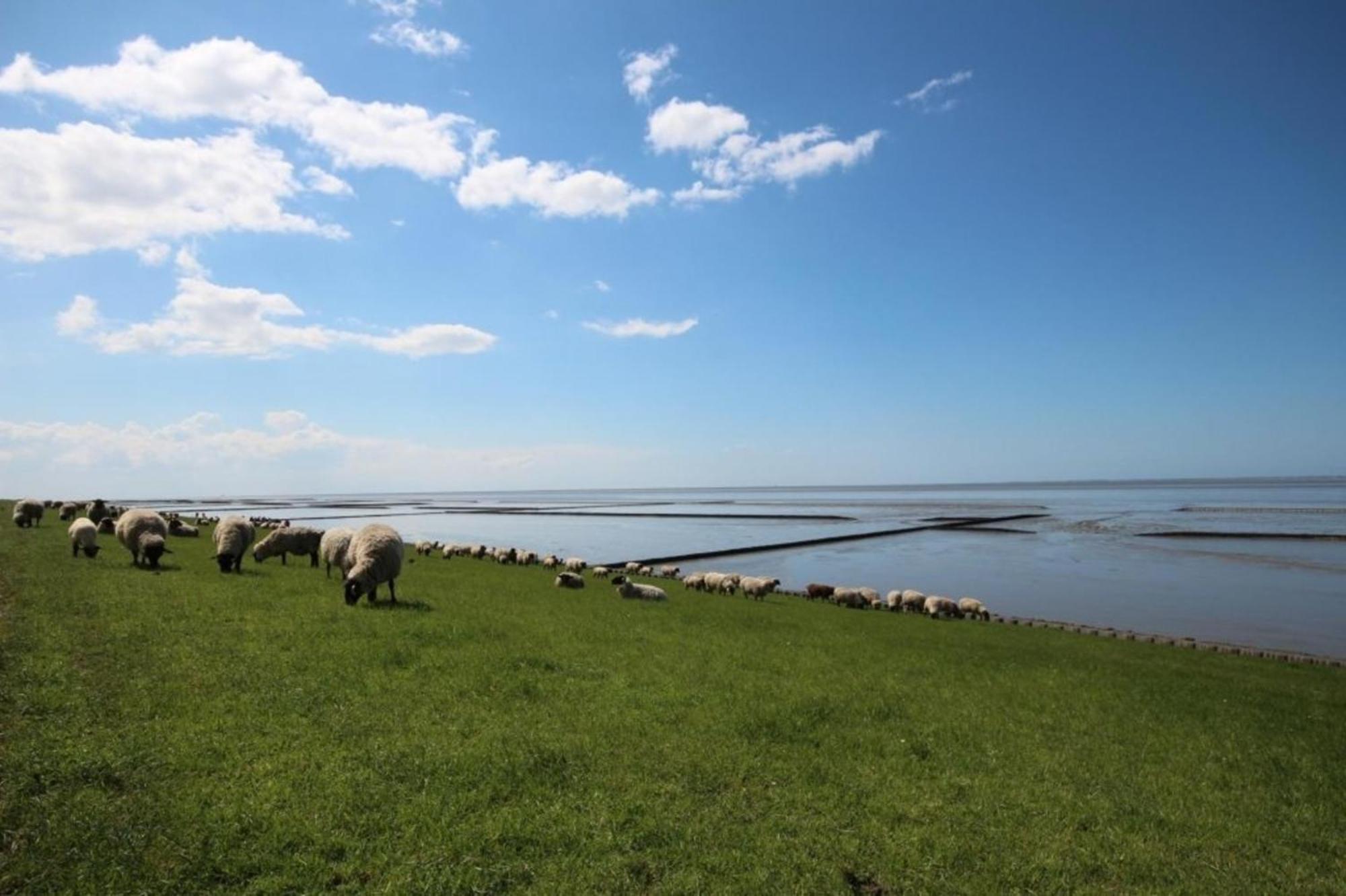 Grosse Nordseewelle Ohne Hund Norden Zewnętrze zdjęcie
